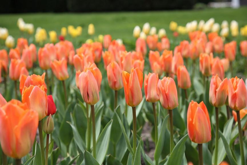 Liberation75 tulips in bloom on the grounds of Ontario's Legislature, Queen's Park